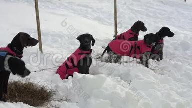 在冬季滑雪比赛前，欧洲猎犬或欧洲犬在温<strong>暖</strong>的背<strong>心</strong>中繁殖