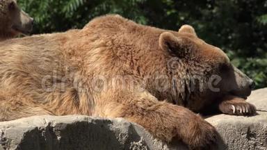 布朗熊休息和放松