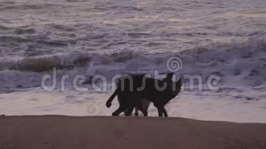 黄昏时分，两只狗正在<strong>海边</strong>沙滩上<strong>玩耍</strong>