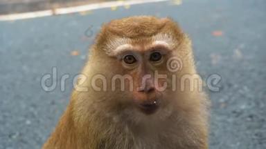 猴子的脸看着相机和侧面