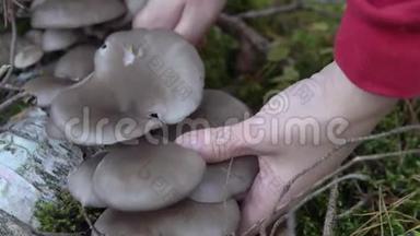 秋天在森林里采蘑菇牡蛎蘑菇生长在树上