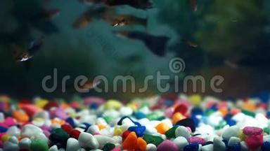 鱼缸里的鱼，一个很大的鱼科，在彩色石头的底部，