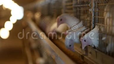 肉鸡饲养的家禽养殖场，幼鸡坐在露天笼中啄食混合饲料，家禽舍