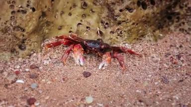 一只红螃蟹，在伊朗霍尔木兹岛日落的沙滩上移动