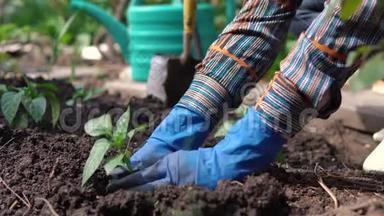 女人戴着蓝色橡胶手套，在私人住宅附近的后院花园里种树苗
