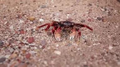 一只红<strong>螃蟹</strong>，在伊朗霍尔木兹岛日落的<strong>沙滩</strong>上移动