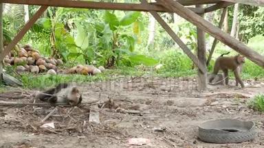 可爱的猴子工人休息从椰子收获收集。 圈养上使用动物劳动.. 农场