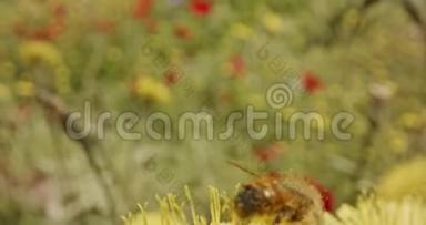 授粉-蜜蜂在花团<strong>锦簇</strong>上的特殊宏观镜头