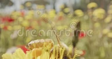 授粉-蜜蜂在花团锦簇上的特殊宏观镜头