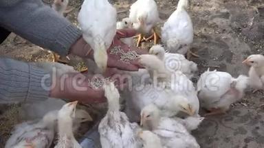 农户手中小鸡啃食细节，特写，农耕风光