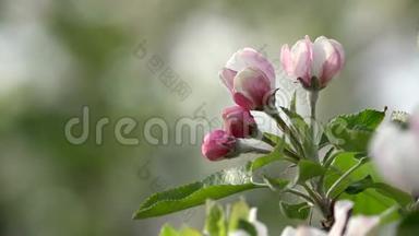 粉红色的花枝，绿叶，模糊的背景，平衡，<strong>春风</strong>