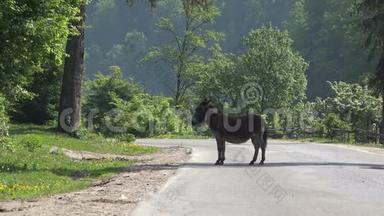 驴在路上，汽车经过动物附近，避免事故，危险在路上