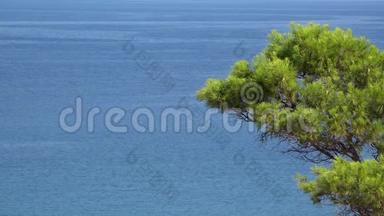 松树的绿枝和<strong>碧蓝</strong>无边的大海