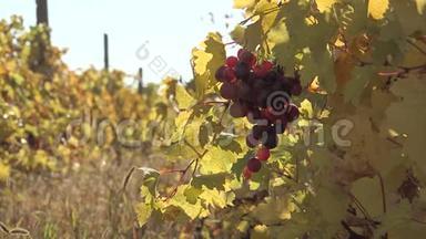 关注葡萄园的新鲜葡萄，温暖的秋日阳光