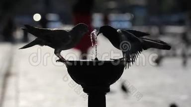 几只鸽子从街道喷泉里喝水