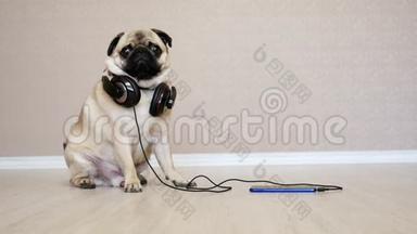 可爱，有趣的小狗在耳机听音乐，惊讶狗的肖像