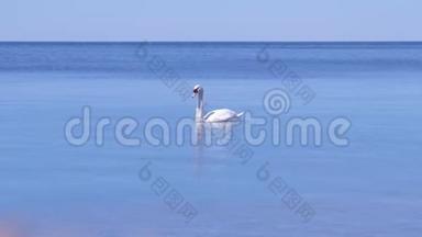 阳光明媚的白天，优雅的白天鹅漂浮在蓝色的海面上。