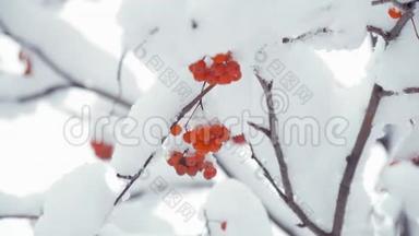 冬天寒冷的日子，红罗万浆果被雪覆盖。 冬季景观带白雪覆盖的山灰..