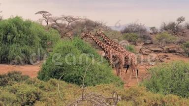 长颈鹿吃非洲大草原上灌木丛中的绿叶。