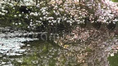 玉兰花映在水中，花瓣漂浮在湖面上