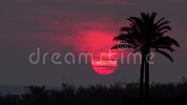 日落时分，红日落在棕榈树的轮廓后面