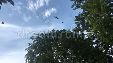 乌鸦成群飞过树梢。