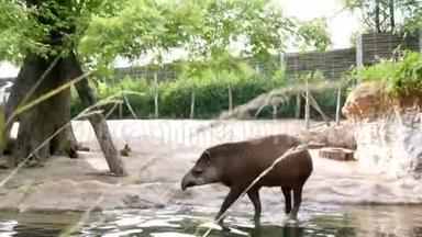 在动物园里，在<strong>炎热的夏天</strong>，在水上，靠近池塘，喝水，