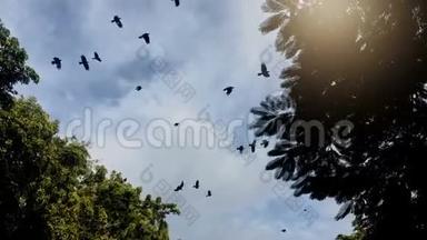 乌鸦成群飞过树梢。