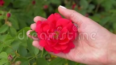 雌手握着玫瑰花蕾，用拇指<strong>轻轻地</strong>抚摸着花花瓣