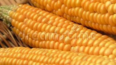 低产量玉米