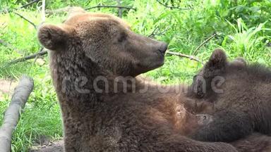 母熊喂养小熊的肖像，可爱的怅惘的<strong>婴儿护理</strong>，自然的爱，所有的食物都是我的，有趣的<strong>婴儿</strong>，危险的m