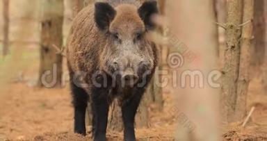 白俄罗斯。 野猪或苏斯克鲁法，也被称为野生猪，欧亚野生猪嗅嗅空气在秋季森林。 野生野猪