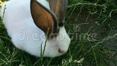 美丽的小兔子在夏日的绿草上。