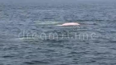 白鲸在游泳