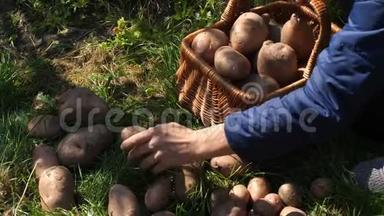 一个年轻的农民在花园里的篮子里收集土豆。 概念：农业、<strong>农村生活</strong>方式、健康饮食