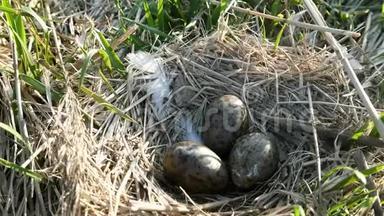 海鸥窝里有三个斑点的橄榄蛋