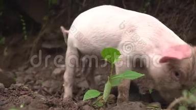 一头沾满<strong>泥巴</strong>的小猪在寻找食物