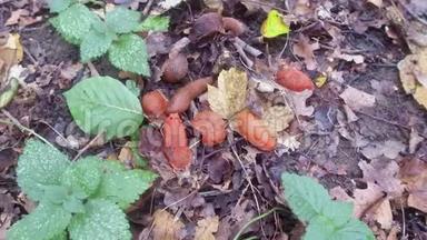 多种红色鼻涕虫聚集在潮湿的森林地板上