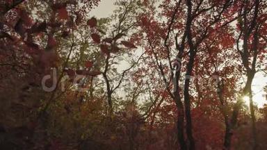 日落时森林树木上美丽的秋叶