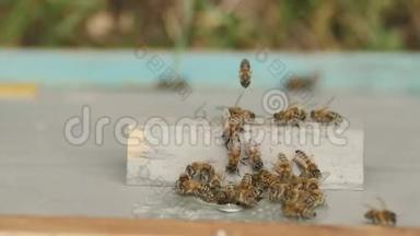 蜜蜂成群结队地飞到花园里的蜂巢里，对大自然、养蜂业、昆虫的野生生活、大自然中的美的概念、食物的意义