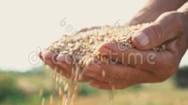 农民手中的粮食在田野的背景下，小麦通过人的手指浇灌