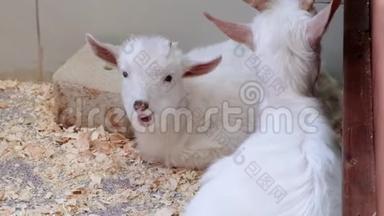 可爱的一对小白山羊。 两只白色的小山羊站在木制的避难所里，看着摄像机。 当地农场