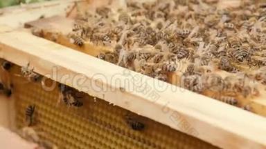 蜜蜂成群结队地飞到花园里的蜂巢里，对大自然、养蜂业、昆虫的野生生活、大自然中的美的概念、食物的意义