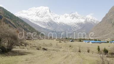 带着导游的游客正在尼泊尔马纳斯鲁地区喜马拉雅山徒步旅行。