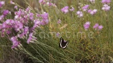 蝴蝶张开翅膀，坐在一朵紫色的花上，在空地上缓慢地移动
