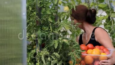 女农民正在温室里收割蔬菜。 <strong>蕃茄</strong>