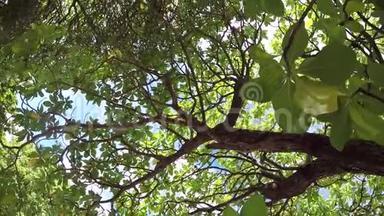野松鼠在一棵大树枝上从树枝跳到树枝上
