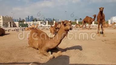 <strong>卡塔尔</strong>多哈的Waqif Souq骆驼，