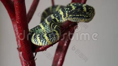 瓦格勒`在马来西亚槟城蛇庙睡觉的坦普尔毒蛇