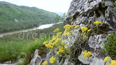 这朵花在山上的一块岩石上。